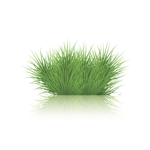 在白色上的一片草的矢量插图图片下载