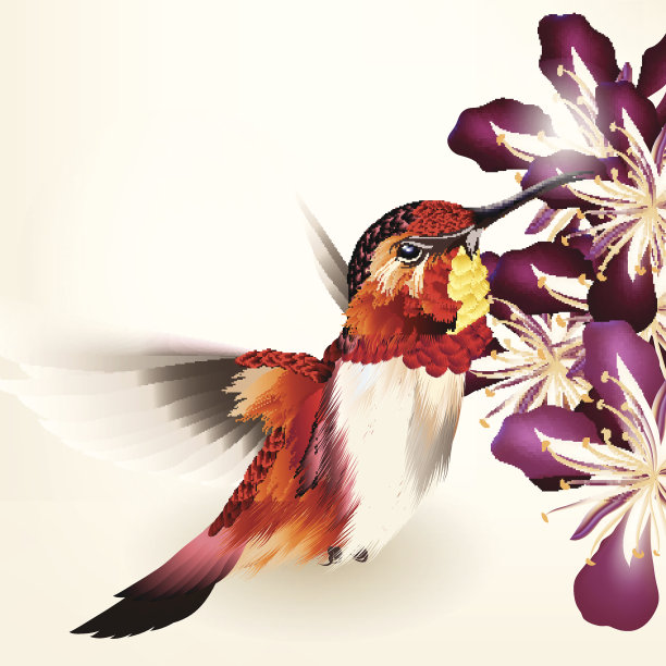 美丽的向量现实蜂鸟与花图片下载