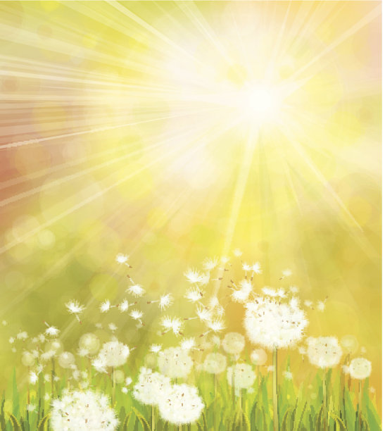 向量春天的背景与白色蒲公英。图片下载