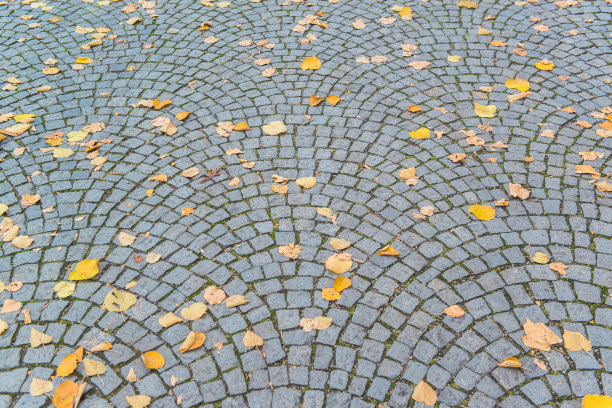 美丽多彩的秋叶图片下载