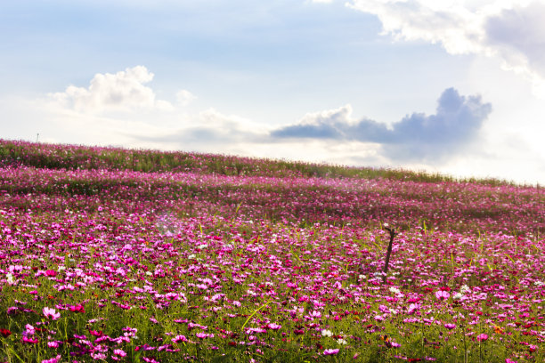 宇宙的花图片下载