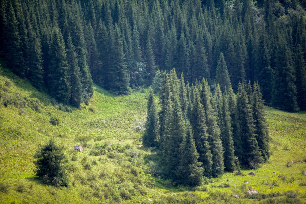 冷杉树的森林图片下载