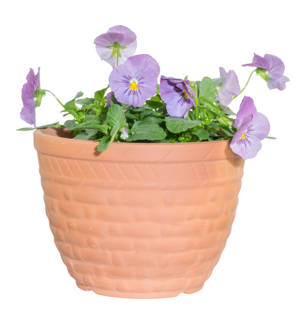 维奥拉在锅里图片下载