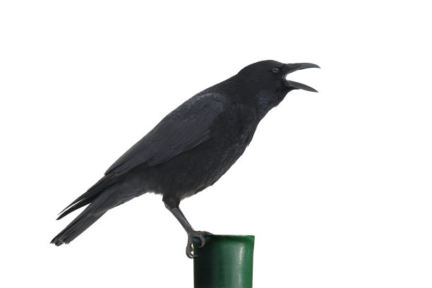 吃腐肉的乌鸦叫图片下载