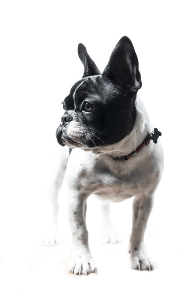 法国Bouledogue工作室图片下载