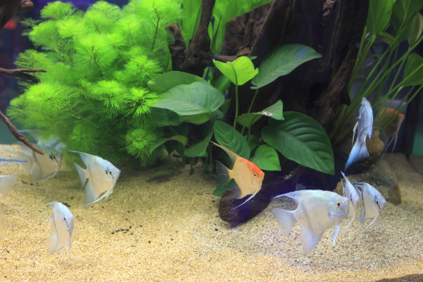 种淡水水族馆素材图片