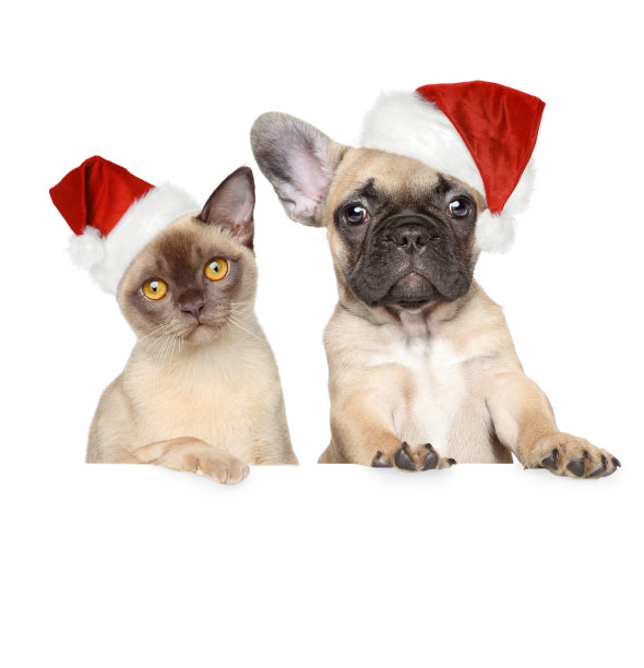 猫和狗戴着圣诞帽图片下载