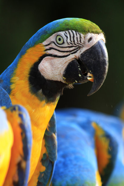 巴西蓝色金刚鹦鹉图片下载