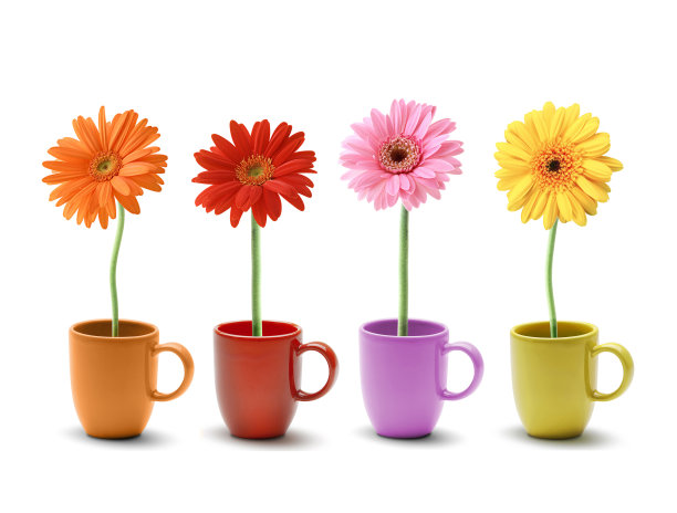 五彩缤纷的雏菊，美妙的一天图片下载