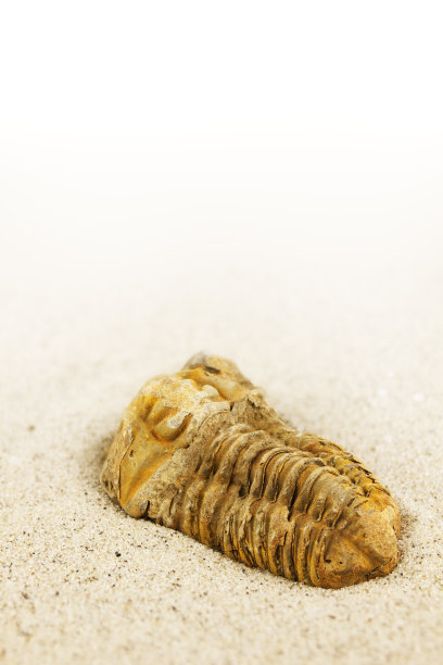 三叶虫化石图片下载