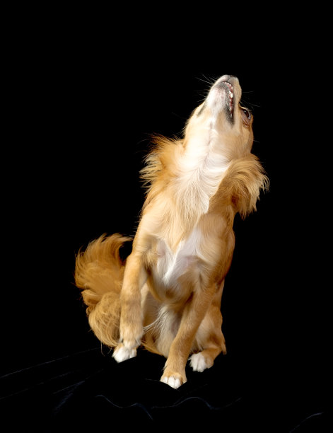 鲜红的吉娃娃狗抬头看着黑色图片下载