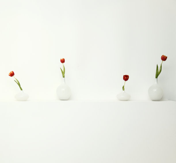 四个郁金香图片下载