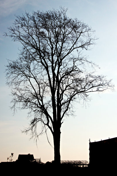 枯树的剪影。图片下载