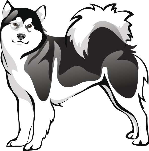 阿拉斯加雪橇犬的插画图片下载