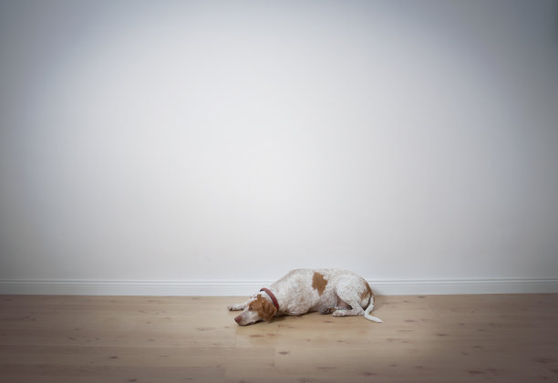 狗躺在地板上发短信图片下载