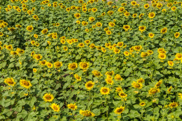 泰国的向日葵田图片下载