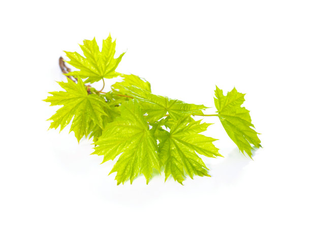 一棵枫树的春枝是孤立的图片下载