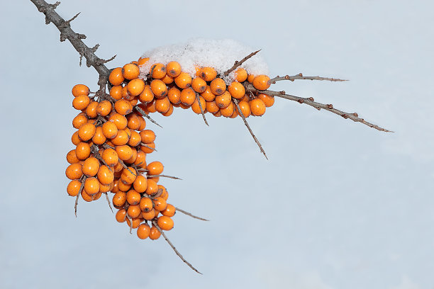 沙棘小枝。图片下载