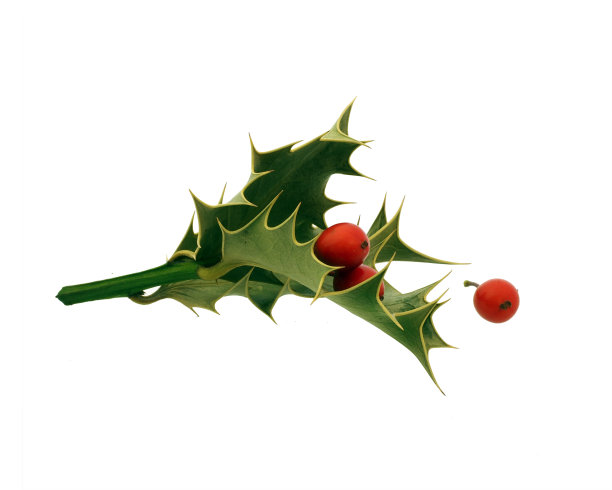 冬青图片下载