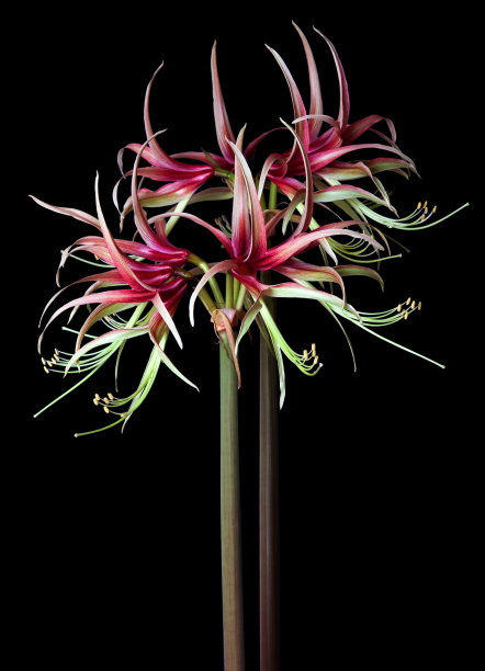 嬉皮士报社"奇科"图片下载