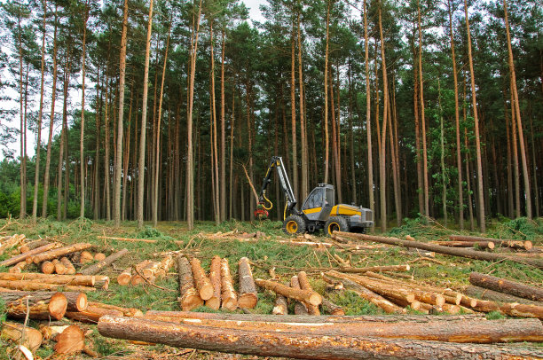 砍伐森林图片下载
