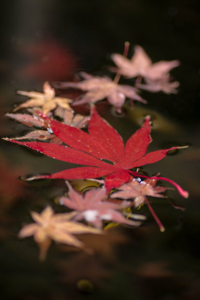 日本的秋天。图片下载