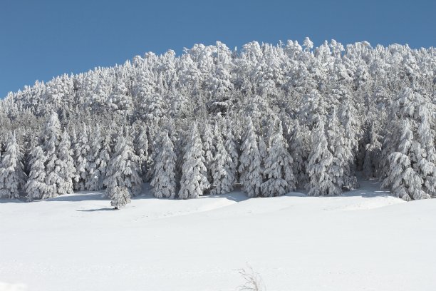 白雪皑皑的雪松林图片下载