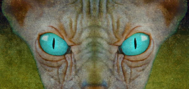 凝视的斯芬克斯猫图片下载