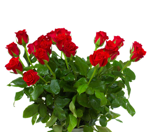 一束红玫瑰图片下载