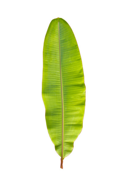 绿色香蕉叶子。图片下载