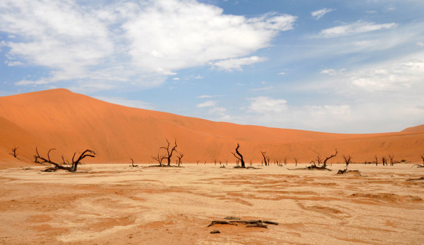 纳米比亚纳米布沙漠中的石化刺槐树图片下载