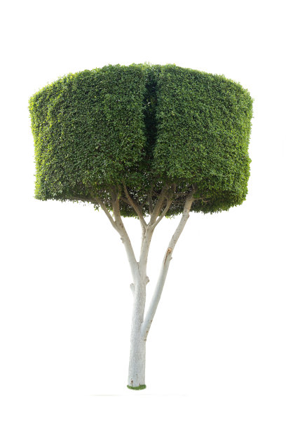 树。孤立的,风景图片下载