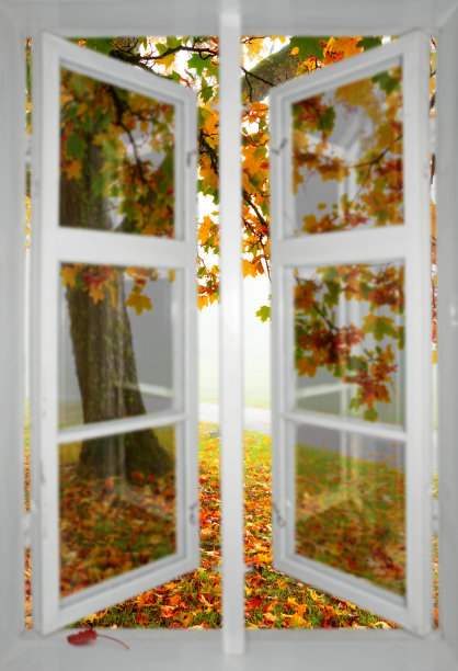 透过窗户看到一棵枫树图片下载