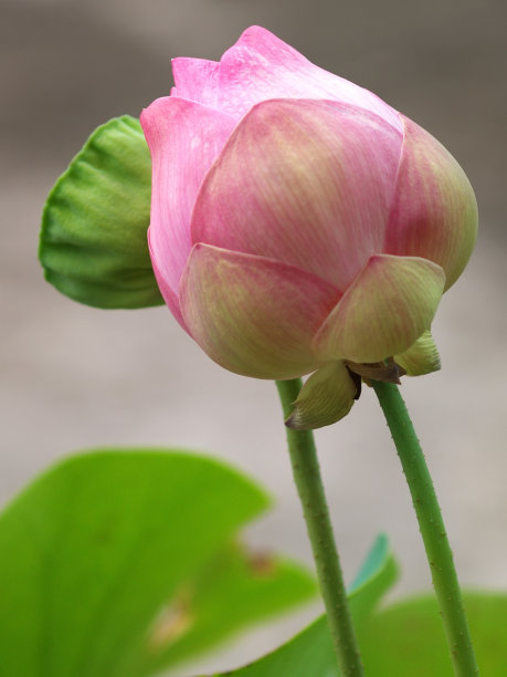 粉红色的莲花图片下载