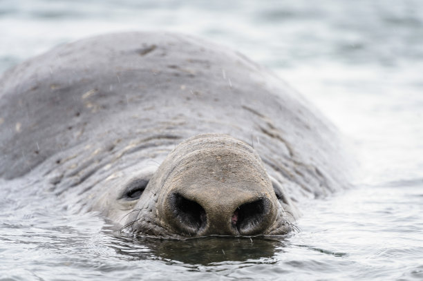 南乔治亚的海狮图片下载