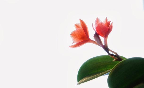 兰花(子宫炎)图片下载