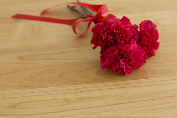 康乃馨图片下载