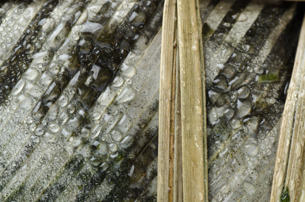 竹叶水背景图片下载