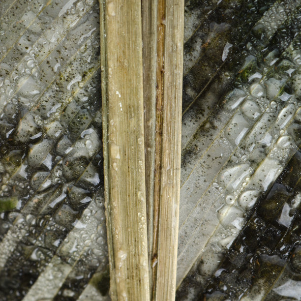 竹叶水背景图片下载