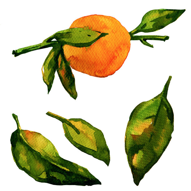 水彩橘红色的白色背景图片下载