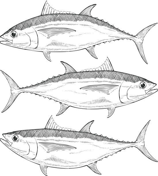 手绘的大眼金枪鱼矢量插图图片下载