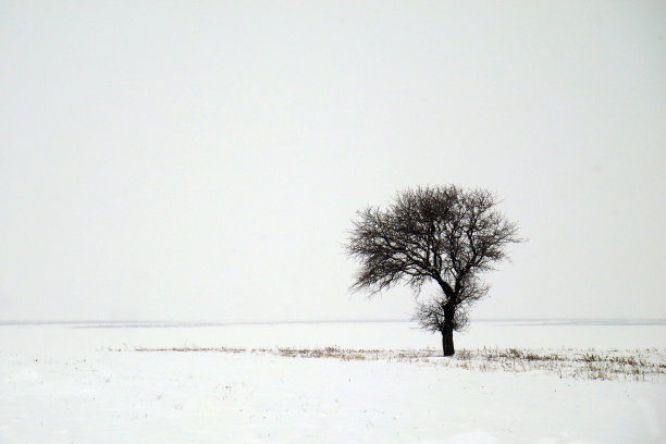 孤独的树图片下载