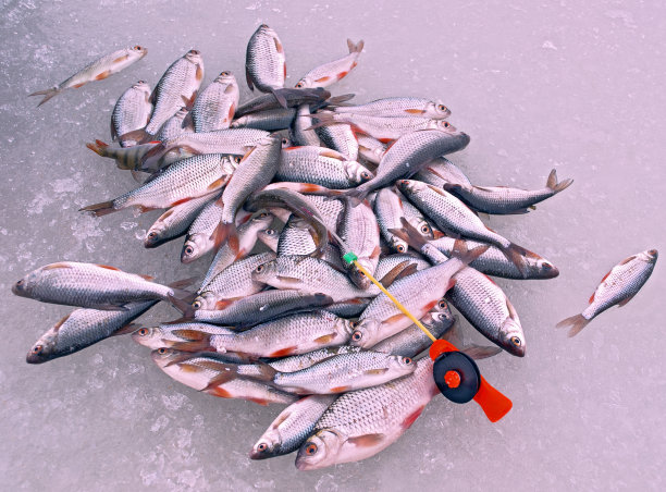 鱼躺在冰上图片下载