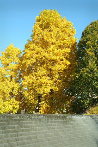 秋天的树喷泉图片下载