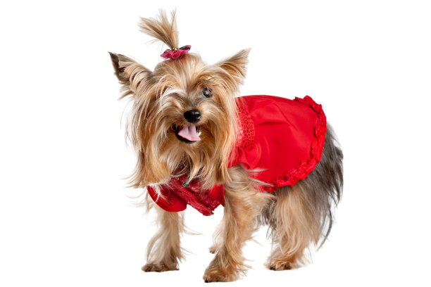 穿着红色衣服的约克郡梗犬图片下载