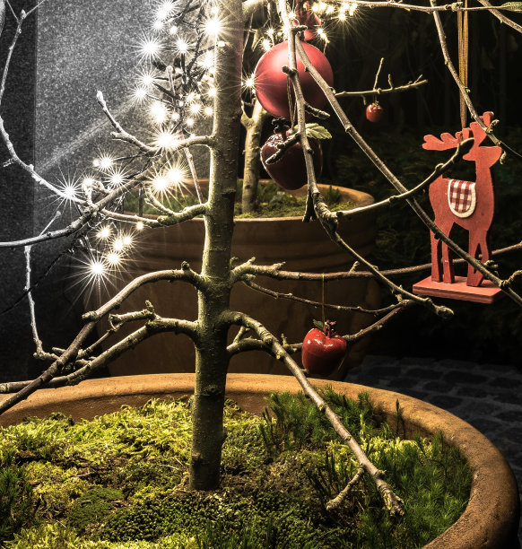 圣诞树图片下载