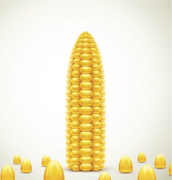 带壳玉米棒特写素材图片