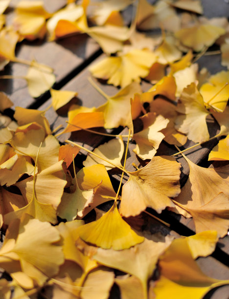 银杏的叶子图片下载