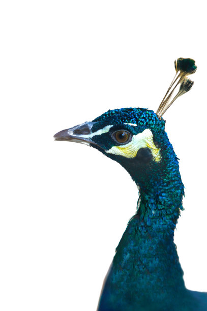 美丽的孔雀图片下载