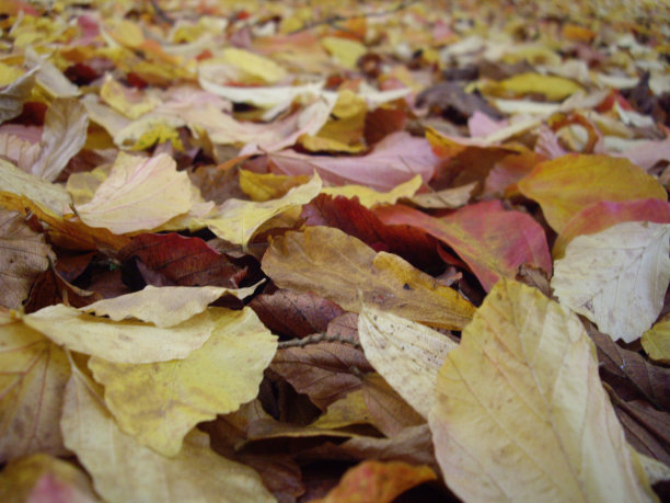 秋天的落叶图片下载